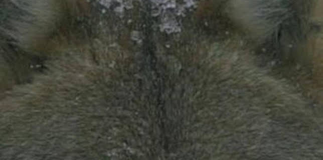 06:46: Misterios de la naturaleza: Unicornio del mar | Discovery Max | 2/1 2026