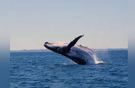 Great Barrier Reef - A Living Treasure | Narrated by Russell Crowe: Coral Sea