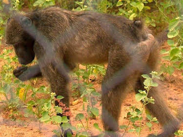 10:50: Das Waisenhaus für wilde Tiere | SWR Fernsehen RP | 7/24 2026