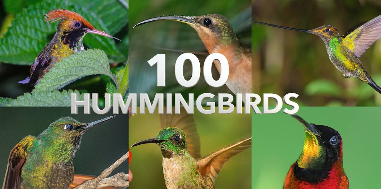 100 Hummingbirds (2022)