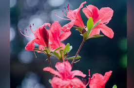 The Great Tours: Washington DC: Exploring Washington's Great Outdoors