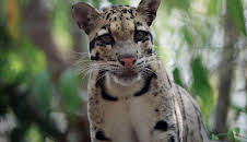 Kambodschas größter Regenwald