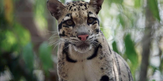 17:50: Kambodschas größter Regenwald | Arte | 1/26 2026