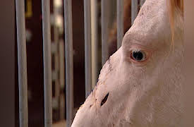 Campus Vets: Campus Vets - Season 1, Episode 11 - Horse Nose Job