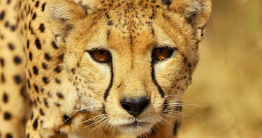 16:45: Serengeti - Wilde Geschichten aus der Savanne (5/6) | 3SAT | 8/28 2026