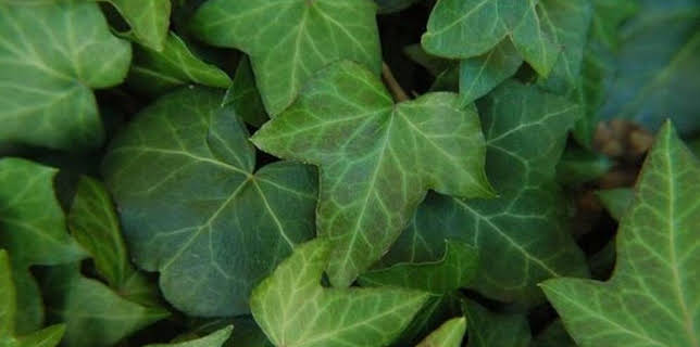 19:10: Vom Ahorn bis zur Zwiebel | ARD Alpha | 2/16 2026