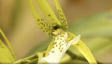 The A to Z of TV Gardening