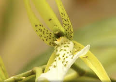 The A to Z of TV Gardening