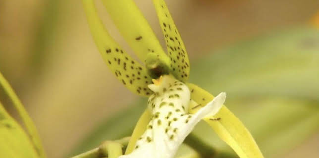 6:05 AM: The A to Z of TV Gardening | BBC Two | 2/23 2026