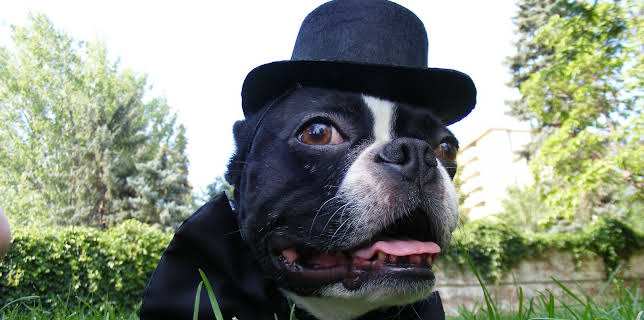 08:30: Dyrlegen i Rocky Mountain (S4 E5) (S4) | Animal Planet | 1/23 2026