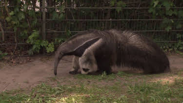 17:05: Panda, Gorilla & Co. | RBB Fernsehen | 8/26 2026