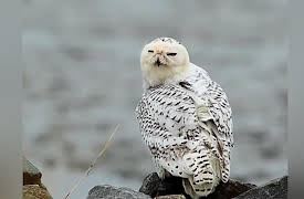 Wild Photo Adventures: Barnegat Jetty