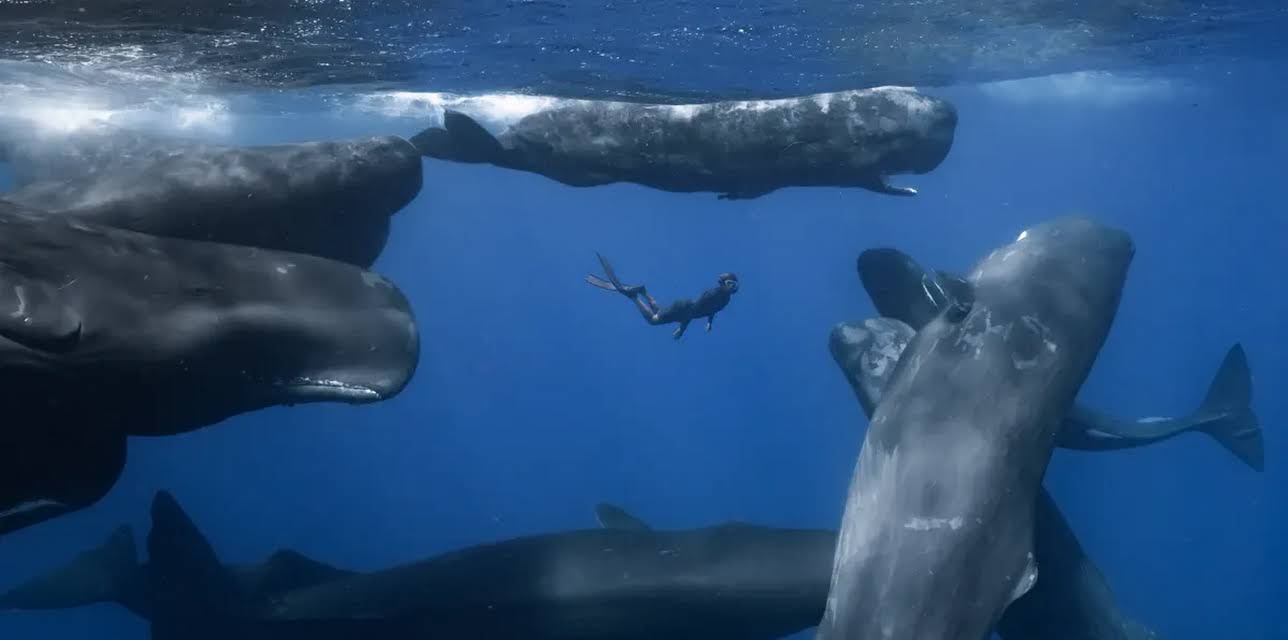 Patrick and the Whale (2022)