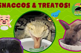 Animals Doing Things: Animals Doing Things | Snaccos & Treatos!