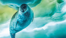 Sieben Kontinente - Ein Planet