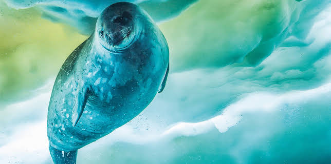 13:25: Sieben Kontinente - Ein Planet | ZDFneo | 11/1 2025