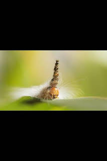 03:35: Perdedores y salvajes: Sospechosos inhabituales | Nat Geo Wild | 4/1 2026