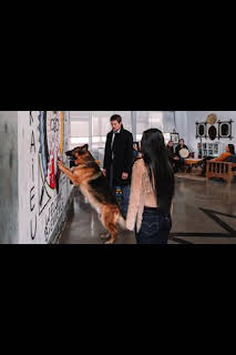 21:05: Hudson y Rex (T3): Ep.13 Una mansión sobre una colina | AXN | 1/28 2026