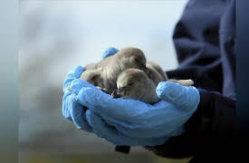 The Secret Life Of The Zoo Season 1: Fledgling Penguins