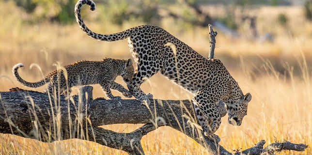 9:00 PM: Big Cats 24/7 (S2) | BBC Two | 3/6 2026