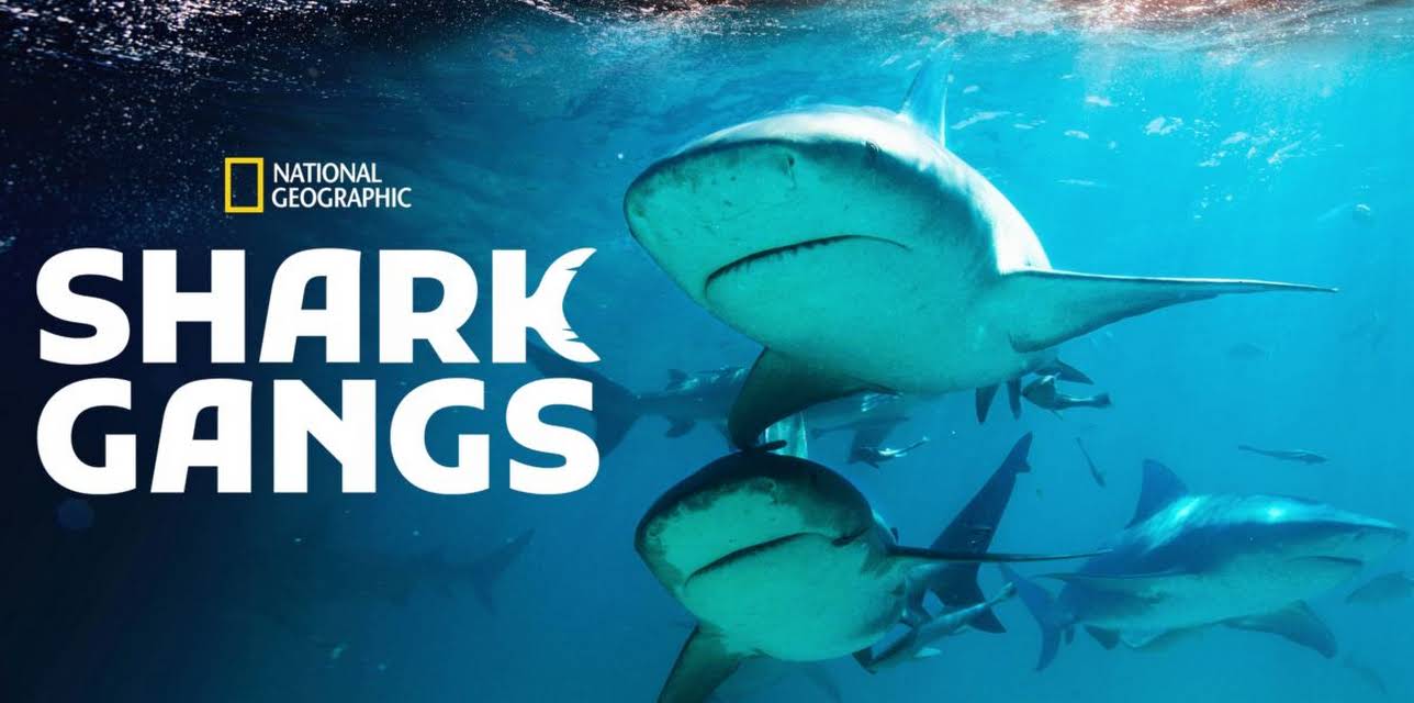 Shark Gangs (2021)
