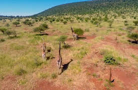 Wild Tube: Episode 1