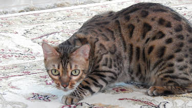 16:00: My Cat From Hell (S5 E16) (S5) | Animal Planet | 4/16 2026