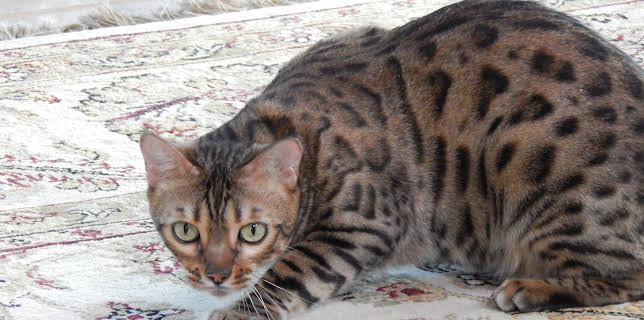 16:00: My Cat From Hell (S5 E16) (S5) | Animal Planet | 11/18 2025