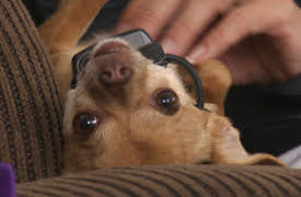 My Tiny Terror: Episode 3