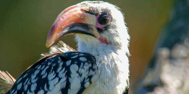 12:40 PM: Go Wild (S2) | Cbeebies | 3/24 2026