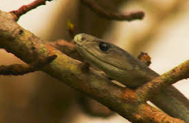 Naked and Afraid: Last One Standing, Season 1: Africa's Most Dangerous Snakes
