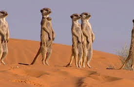 Meerkat Manor: Daisy's Choice