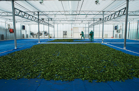 One Cup, A Thousand Stories: The Tastes of the Tea Trade