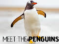 Meet The Penguins