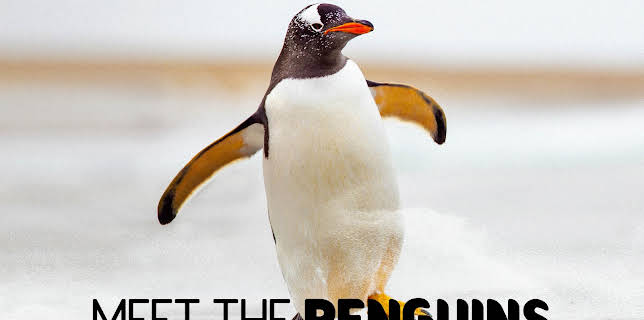 Meet The Penguins