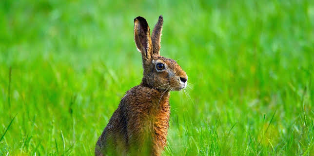 16:30: Erlebnis Erde: Frühlingswelten | WDR Fernsehen | 3/15 2026