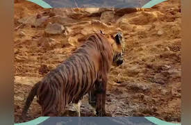 Hooray Hippo: Discover Tigers in India
