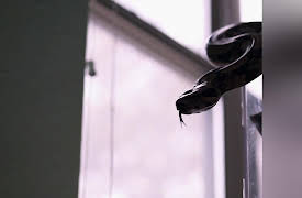 Rat Busters NYC: Giant Cannibal Rat