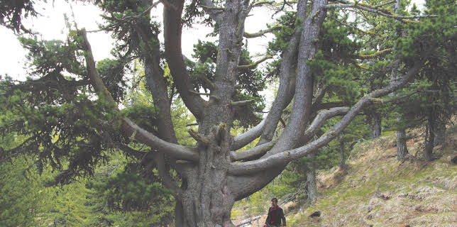 05:43: Giganten | 3SAT | 1/26 2026