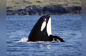 The Wonders of America's State Parks: Washington’s Orca Islands: The San Juans