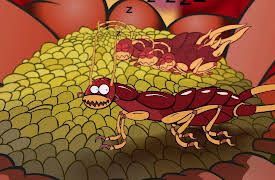 I'm a Creepy Crawly: Earwig