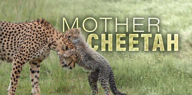 Mother Cheetah (2012)