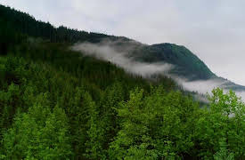 Atlantic: A Year in the Wild: Summer