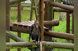 Monkey Life: Monkey Life  14