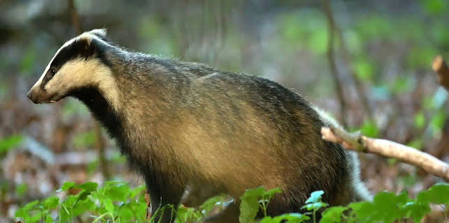 17:32: Dachse - unsere unbekannten Nachbarn | Arte | 11/4 2025