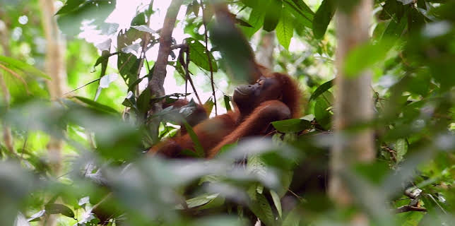 02:55: Tierische Überflieger (2/5) | 3SAT | 3/3 2026