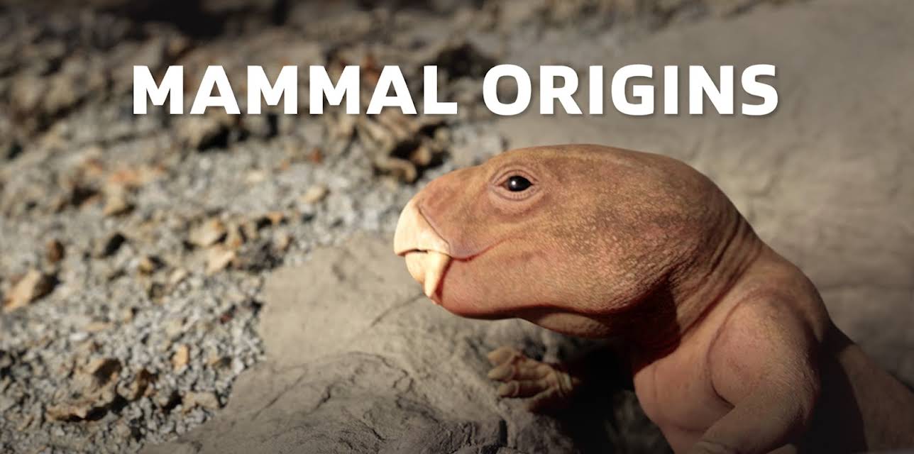 Mammal Origins (2026)