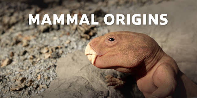 Mammal Origins (2026)