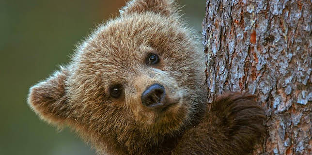 4:15 PM: Wild Scandinavia (S1) | BBC Two | 11/18 2025