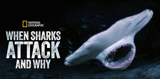 When Sharks Attack... And Why